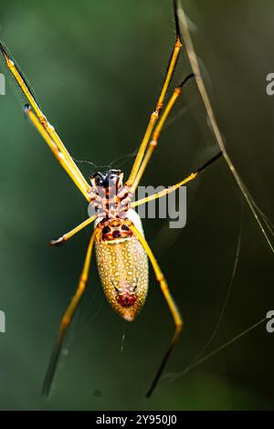 Extrem Nahaufnahme einer Spinne, die auf ihrem Netz liegt und ihre zarten Beine und ihre natürliche Tarnung betont Stockfoto