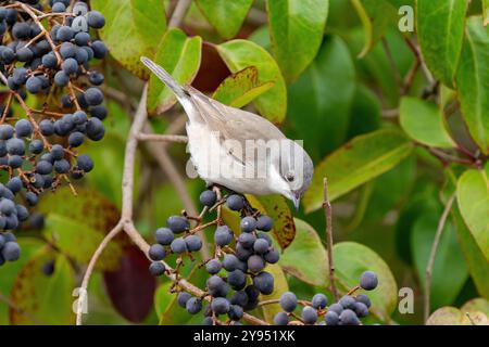 Weniger Weißbrot ernährt sich von Wolfsbeere Stockfoto