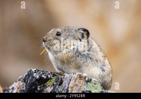 Pika mit Kragen im Denali-Nationalpark Alaska im Herbst Stockfoto