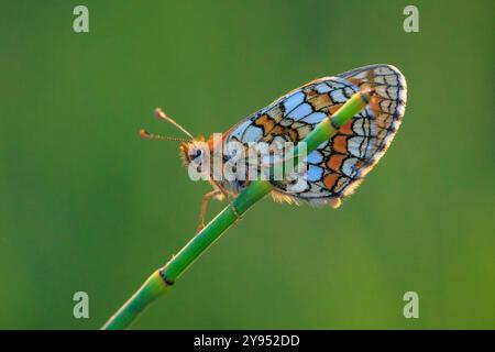 Heide Fritillary Schmetterling, Melitaea athalia, bestäuben in einem Blumenfeld Stockfoto