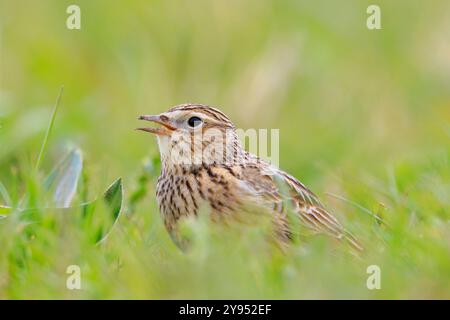 Eurasischer Lerchenvogel, Alauda arvensis, auf einer Wiese, die in hellem Sonnenlicht spaziert. Stockfoto