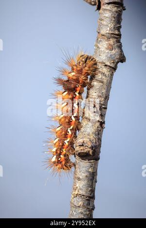 Nahaufnahme einer raupe oder Larve einer Acronicta rumicis, der Knotengrasmotte, die Blätter in der Natur füttert. Stockfoto