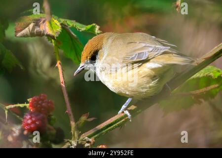 Nahaufnahme eines eurasischen Schwarzkappenvogels, Sylvia atricapilla, der auf einem Ast sitzt und in einem grünen Wald auf Nahrungssuche ist. Stockfoto