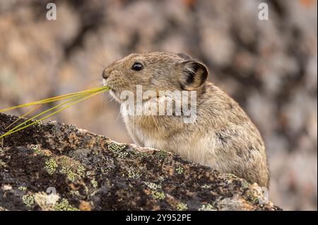 Pika mit Kragen im Denali-Nationalpark Alaska im Herbst Stockfoto