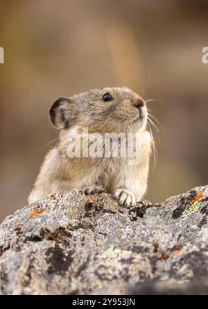 Pika mit Kragen im Denali-Nationalpark Alaska im Herbst Stockfoto