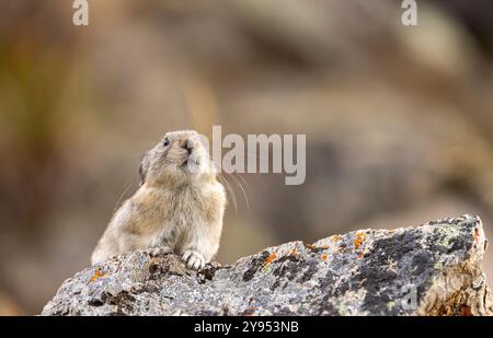 Pika mit Kragen im Denali-Nationalpark Alaska im Herbst Stockfoto