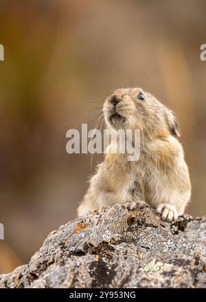 Pika mit Kragen im Denali-Nationalpark Alaska im Herbst Stockfoto