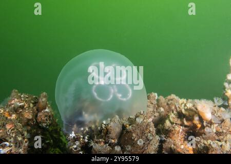 Salzwasser Meereslebewesen Kreatur Quallen Mondgelee oder aurelia aurita auf dem Meeresboden. Niederländisches Meer Zeeland wilde Unterwasserriffszene mit grünem Wasser Stockfoto