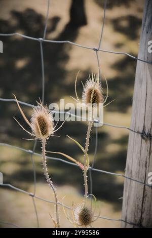 Dipsacus fullonum, bekannt als wilde Teasel oder Fuller-Teasel Stockfoto