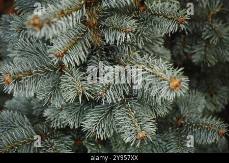 Eine abies lasiocarpa compacta. Schließen. Stockfoto