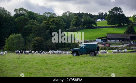 Land Rover Fahren, Arbeiten, Schäfen, Aufrunden von Tierherden (Weideflächen und Weiden, Arbeiten auf dem Bauernhof, Gebäude) - West Yorkshire, England, Großbritannien. Stockfoto