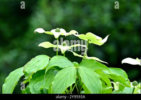 Während die Frühlingsblätter von Hartholz, Cornus kousa „Milky Way“ im britischen Garten Mai Stockfoto