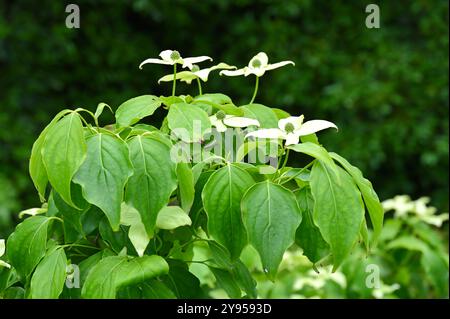 Während die Frühlingsblätter von Hartholz, Cornus kousa „Milky Way“ im britischen Garten Mai Stockfoto