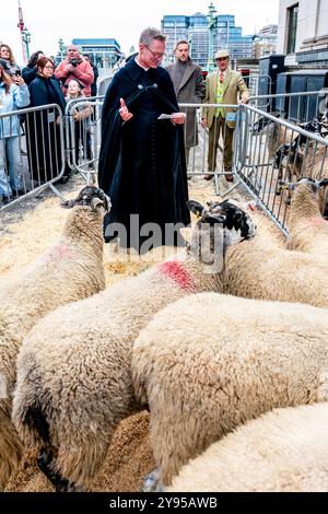 Ein Kirchenbeamter segnet das Schaf während der Zeremonie „The Seessing of the Sheep“, die dem Annual Sheep Drive, Southwark Bridge, London, vorangeht. Stockfoto