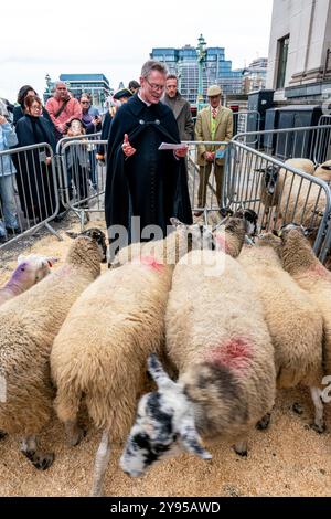 Ein Kirchenbeamter segnet das Schaf während der Zeremonie „The Seessing of the Sheep“, die dem Annual Sheep Drive, Southwark Bridge, London, vorangeht. Stockfoto