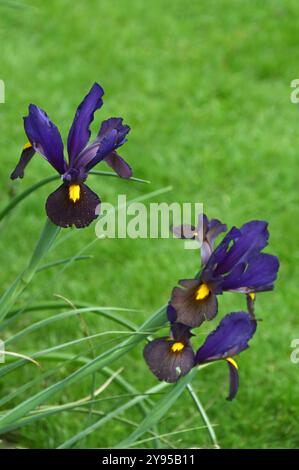 Ungewöhnliche violette und gelbe Frühlingsblume der sibirischen Iris, Iris sibirica Tiger Eye im britischen Garten Mai Stockfoto