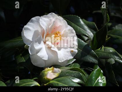 Camellia, Camellia japonica ' Lady Vansittar', Theaceae. Japan, Asien. Stockfoto