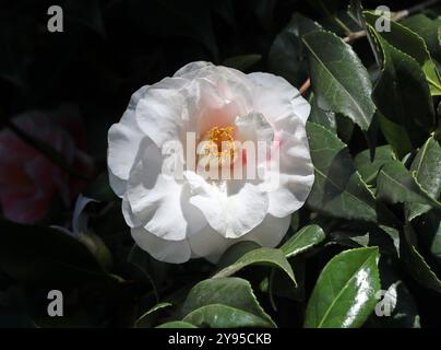 Camellia, Camellia japonica ' Lady Vansittar', Theaceae. Japan, Asien. Stockfoto