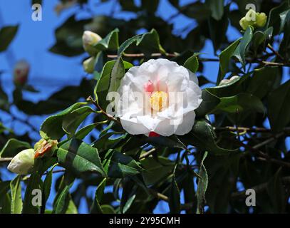 Camellia, Camellia japonica ' Lady Vansittar', Theaceae. Japan, Asien. Stockfoto