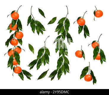 Girlande (Collage) frischer Mandarinen-Clemantinfrüchte und grüner Mandarinenblätter. Satz von hellen Reifen Zitrusfrüchten und Blättern isoliert auf weißem Backg Stockfoto