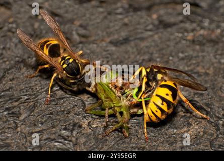 Zwei gut fokussierte Wespen fressen sich an einer Heuschrecke, die sie durch Stechen getötet haben. Der Hintergrund ist eine recycelte Plastikstufe im Park. Stockfoto