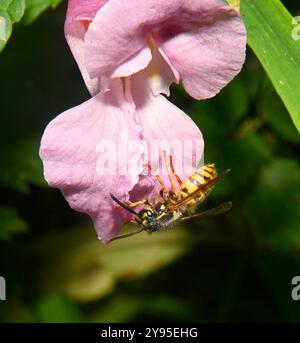 Eine Nahaufnahme von Vespula vulgaris, die sich von Himalaya-Balsam ernährt. Sein Thorax ist mit Pollenkörnern beschichtet. Stockfoto