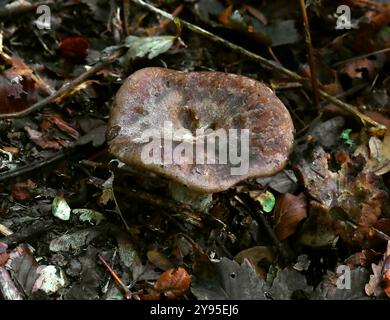 Schwärzung Brittlegill, Russula nigricans, Russulaceae. Wächst im Buchenwald. Whippendell Woods, Hertfordshire, Großbritannien. Stockfoto