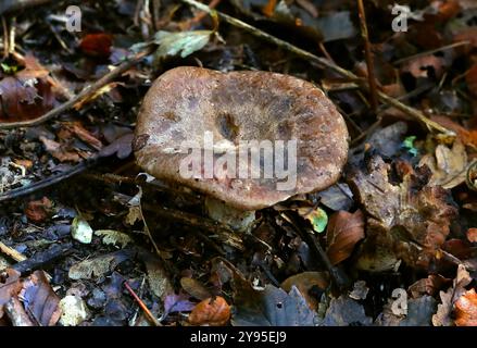 Schwärzung Brittlegill, Russula nigricans, Russulaceae. Wächst im Buchenwald. Whippendell Woods, Hertfordshire, Großbritannien. Stockfoto