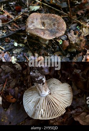 Schwärzung Brittlegill, Russula nigricans, Russulaceae. Wächst im Buchenwald. Zeigt Kappe und Unterseite. Stockfoto