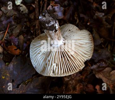 Schwärzung Brittlegill, Russula nigricans, Russulaceae. Wächst im Buchenwald. Die Unterseite zeigt die Kiemen. Stockfoto