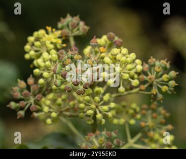 Makroaufnahme einer Pflanzengruppe grüner Knospen, die zu Samenkapseln übergehen und komplizierte Details und den Zyklus der Natur zeigen Stockfoto