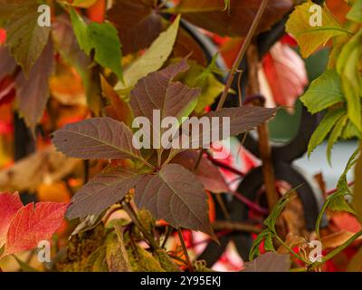 Atemberaubende Herbstlaub mit satten roten und grünen Blättern, die das Wesen der Herbstsaison in lebendigen Details einfangen. Stockfoto