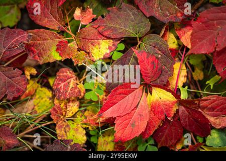 Atemberaubende Herbstlaub mit satten roten und grünen Blättern, die das Wesen der Herbstsaison in lebendigen Details einfangen. Stockfoto