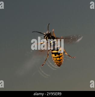 Eine gewöhnliche Wespe auf einem doppelverglasten Fenster, die versucht, einen Ausweg zu finden. Vespula vulgaris fliegen im Sommer häufig in Innenräumen. Stockfoto