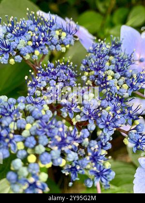 Nahaufnahme von violetten blauen Hortensie Knospen und Blütenblättern Stockfoto