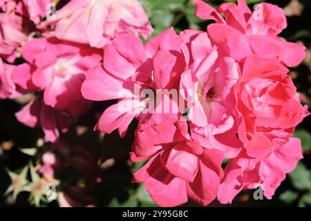 Hier ist ein detailreiches Nahaufnahme-Bild, das eine lebhafte Reihe von wunderschönen rosa Blumen zeigt, die mit ihren schönen Farbtönen und Texturen die Aufmerksamkeit auf sich ziehen Stockfoto