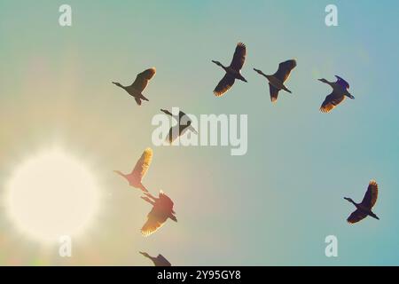 Eine Vogelschar, die in einem Kreis am Himmel fliegt. Die Vögel befinden sich in verschiedenen Positionen und einige sind näher an der Sonne Stockfoto