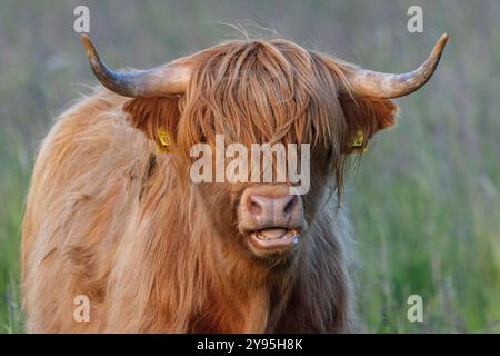 Hochlandrinder in Finnland Stockfoto