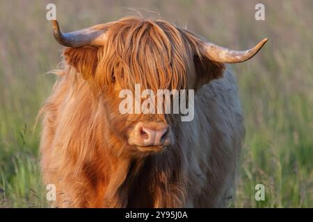 Hochlandrinder in Finnland Stockfoto