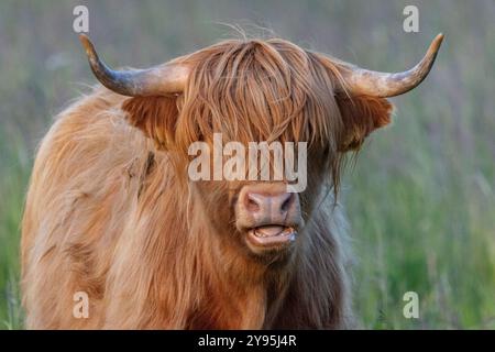 Hochlandrinder in Finnland Stockfoto