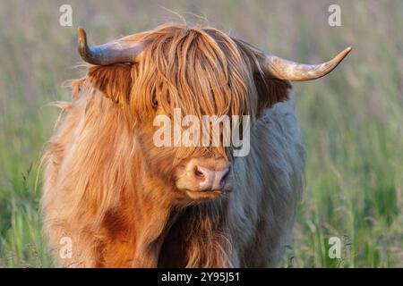 Hochlandrinder in Finnland Stockfoto