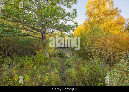 Herbstliche Waldszene mit leuchtendem gelbem und grünem Laub, mit großem Baum im Vordergrund und einem kleinen Teich im Hintergrund. Stockfoto