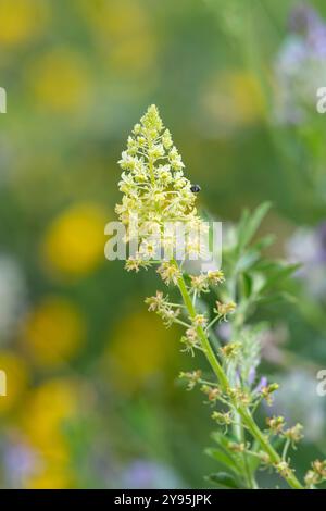 Nahaufnahme gelber Mignonettenblüten (reseda lutea) in Blüte Stockfoto