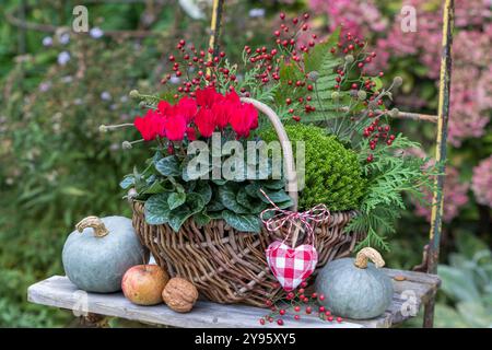 Rote Cyclamen-Blüte, Sträucher veronica und Rosenhüften in einem Korb im Herbstgarten Stockfoto