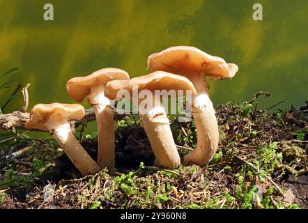 Ein Honig-Pilzstand, Armillaria mellea, im tiefen Kiefern-/Fichtenwald im Willamette National Forest in Oregons Cascade Mountains Ende September Stockfoto