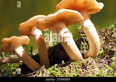 Ein Honig-Pilzstand, Armillaria mellea, im tiefen Kiefern-/Fichtenwald im Willamette National Forest in Oregons Cascade Mountains Ende September Stockfoto