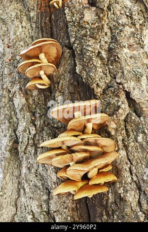 Eine Gruppe von Pholiota-Pilzen, bekannt als Schuppenkappen, wächst aus der Rinde einer Tanne in den Kaskadenketten im Zentrum Oregons. Stockfoto
