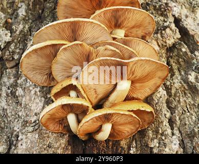 Eine Gruppe von Pholiota-Pilzen, bekannt als Schuppenkappen, wächst aus der Rinde einer Tanne in den Kaskadenketten im Zentrum Oregons. Stockfoto
