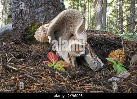 Hawks Wing Mushroom, Sarcodon imbricatus, auch bekannt als Schindeligel oder Schuppenpilz, wächst an der Ostseite des Kaskadenhügels. Stockfoto