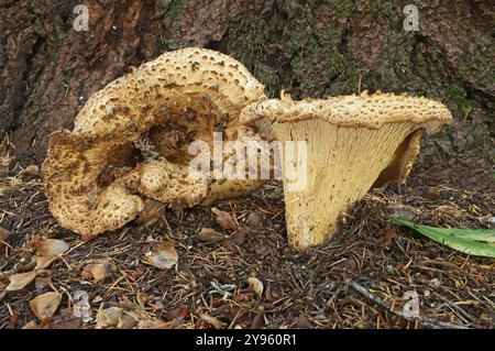 Gomphus kauffmanii, oder Wooly-Pfifferling, wächst im tiefen Regenwald in den Oregon Cascade Mountains bei Marian Forks, Oregon. Stockfoto